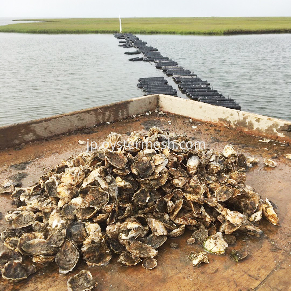 Oyster Growing